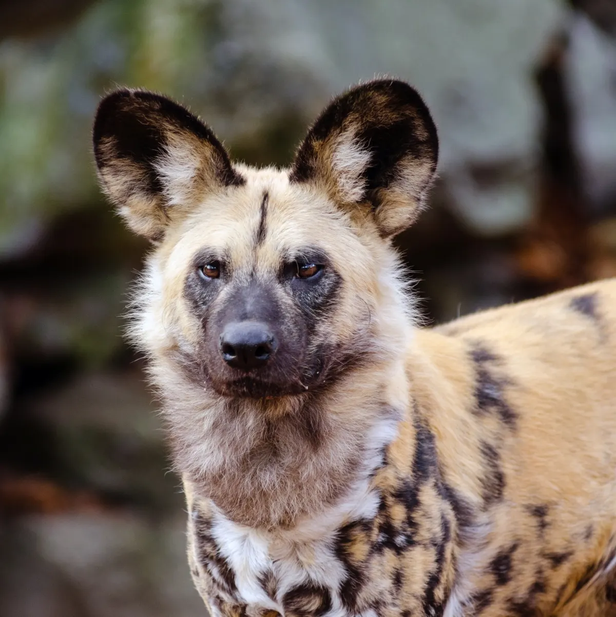 african wild dog