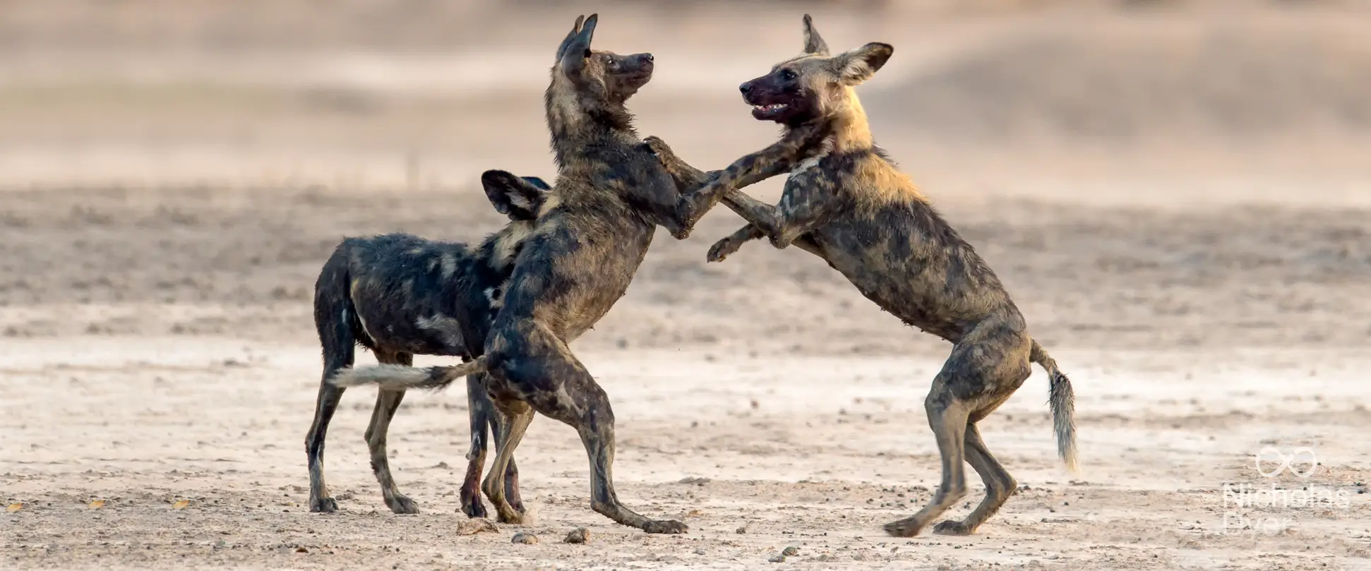 Wild dog conservation